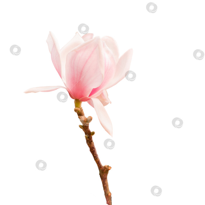 Скачать Цветущая магнолия розовый цветок изолирован фотосток Ozero