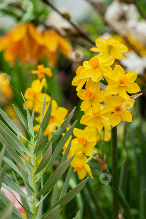 Скачать Букет желтых цветущих нарциссов в весеннем саду фотосток Ozero