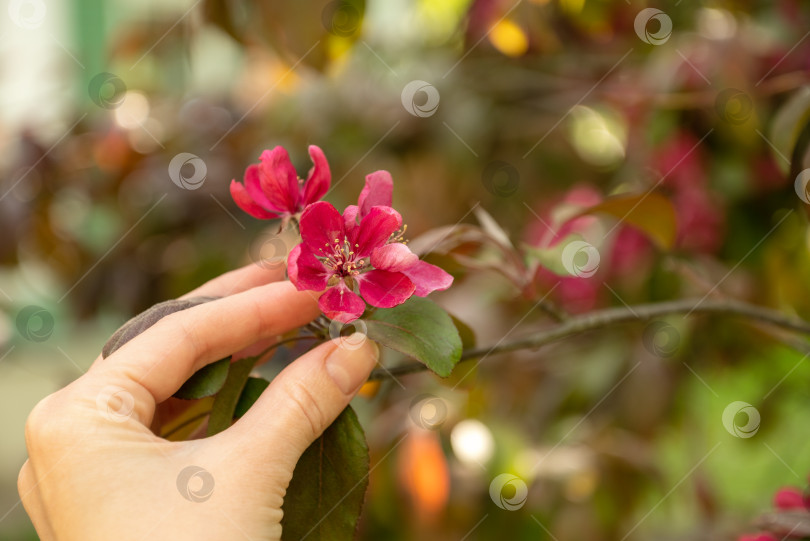 Скачать женская рука прикасается к нежным розовым цветам, распускающимся на ветке яблони в весеннем саду крупным планом фотосток Ozero