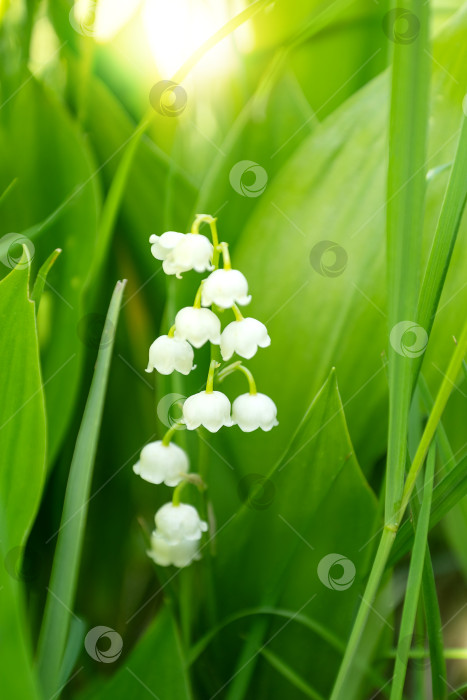 Скачать Распускающиеся белые цветы ландыша среди зеленой травы весной фотосток Ozero