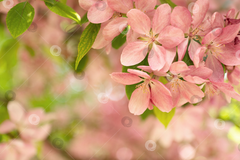 Скачать розовые цветы на ветвях яблони в цвету в весеннем саду фотосток Ozero