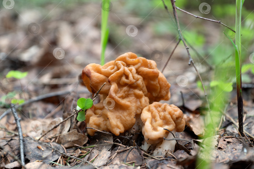 Скачать Гриб Gyromitra gigas растет в весеннем лесу фотосток Ozero