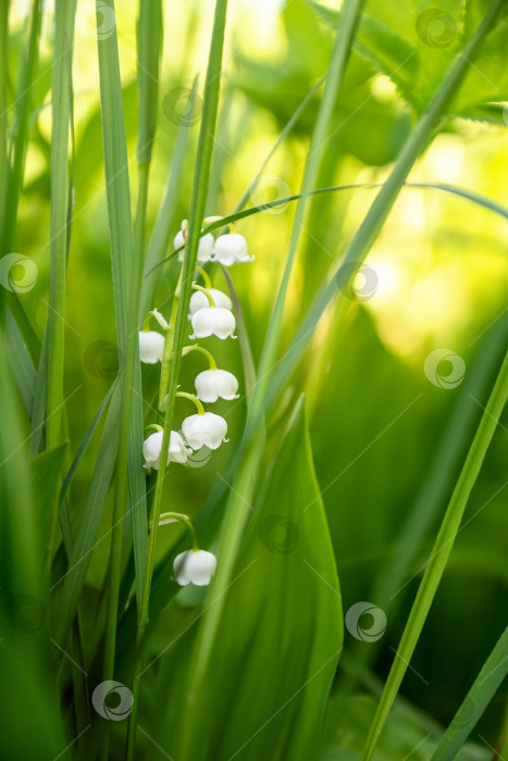 Скачать хрупкий белый цветок ландыша распускается весной среди зеленой травы фотосток Ozero