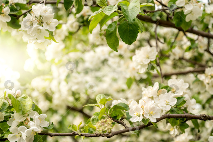 Скачать весенний сад с веткой яблони, цветущей белыми нежными цветами в солнечном свете фотосток Ozero