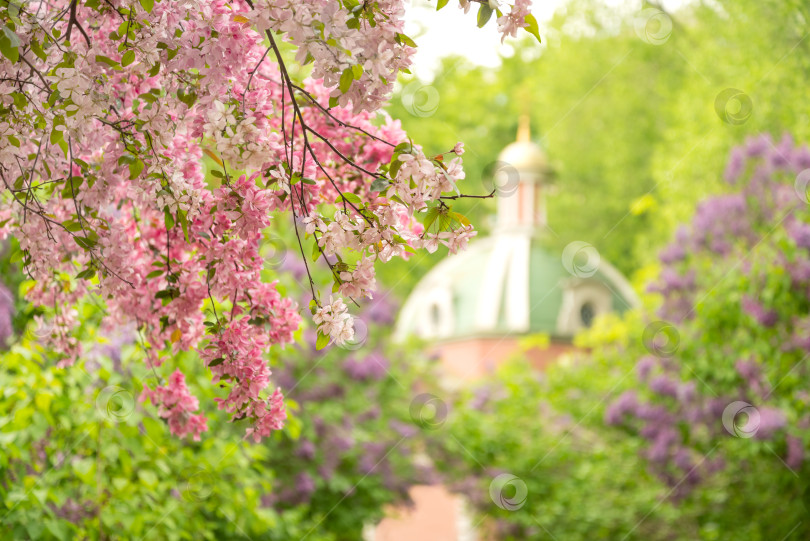 Скачать ветви сакуры или яблони, цветущие розовыми цветами в весеннем парке крупным планом фотосток Ozero