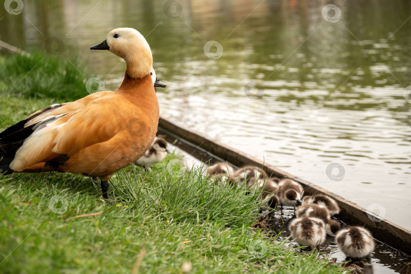 Скачать Красноперка (Tadorna ferruginea duck) с утятами, крупным планом фотосток Ozero