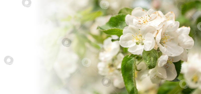 Скачать цветущая ветка яблони с белыми цветами весенний баннер фотосток Ozero