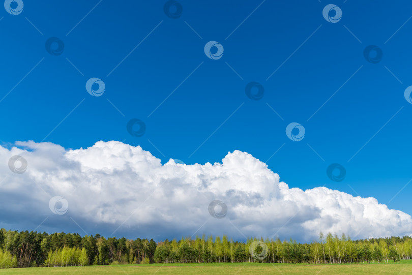 Скачать Весенний лес и зеленая трава на фоне красивых облаков с голубым небом. Весенний природный пейзаж. фотосток Ozero