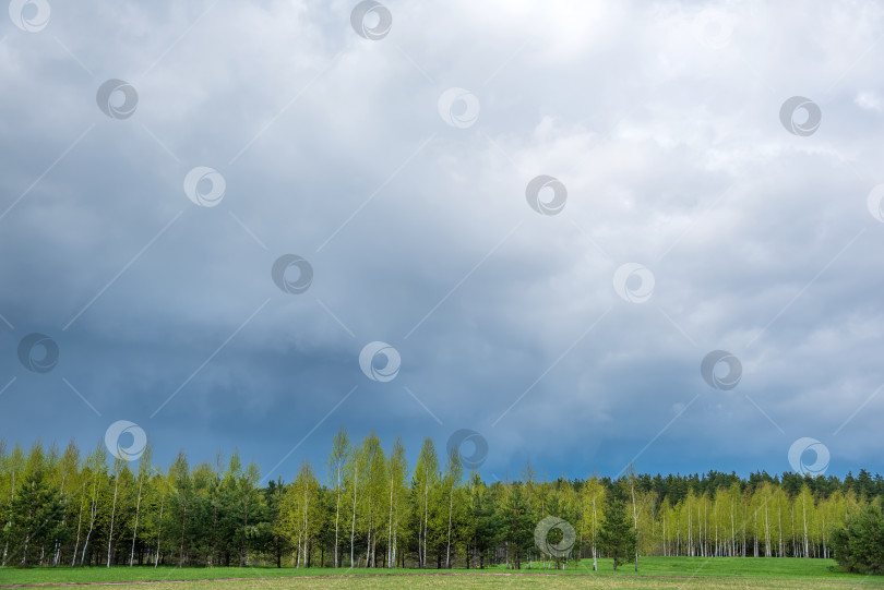 Скачать Весенний лес и зеленая трава на фоне грозовых облаков. Весенний природный пейзаж. фотосток Ozero