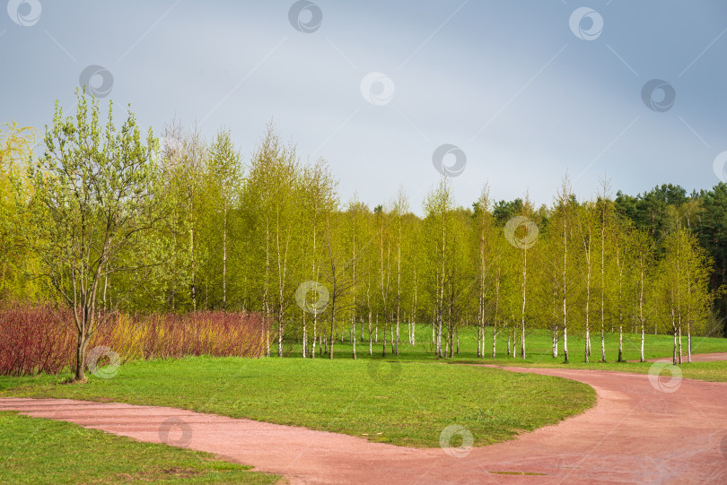 Скачать Весенний лес, зеленая трава и грунтовая дорожка на фоне красивых облаков с голубым небом. Весенний природный пейзаж. фотосток Ozero