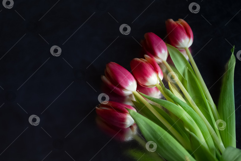 Скачать Букет красных тюльпанов, разбросанных по темному фону, весенние цветы фотосток Ozero