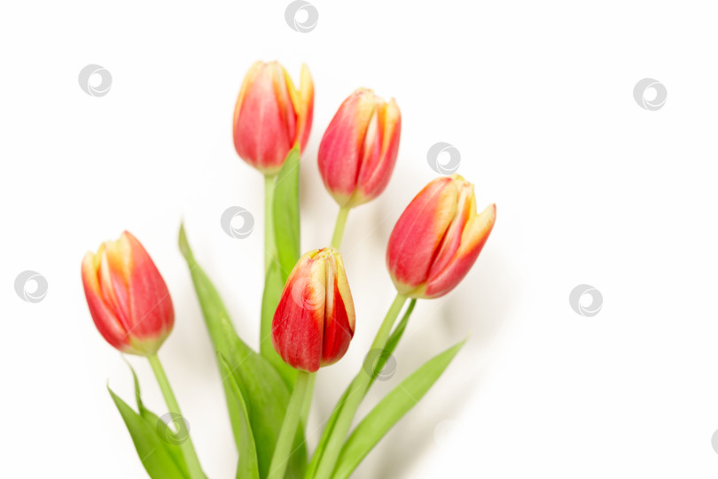 Скачать Букет красных тюльпанов на белом фоне фотосток Ozero