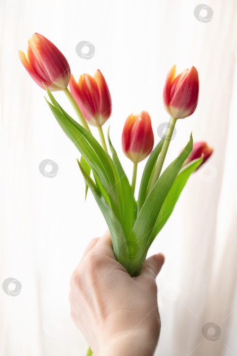 Скачать женская рука держит букет розовых тюльпанов, весенних цветов фотосток Ozero