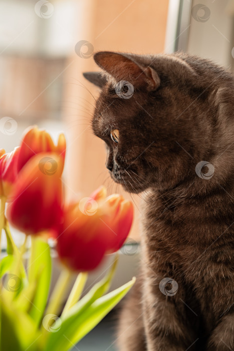 Скачать Милый кот нюхает красные весенние тюльпаны крупным планом фотосток Ozero