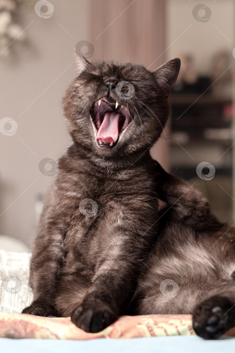 Скачать Симпатичный кот сидит на кровати с закрытыми глазами и широко зевает фотосток Ozero