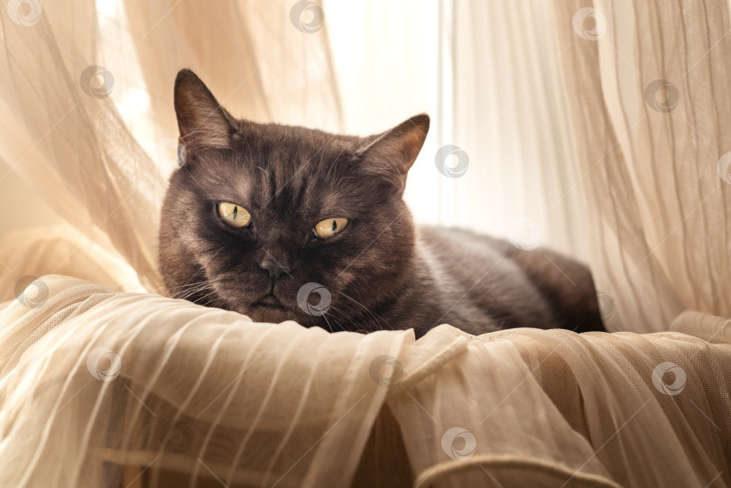 Скачать Милый котик улегся на подоконник, завернувшись в тюлевые занавески фотосток Ozero