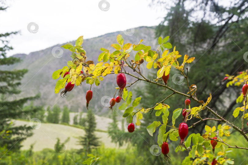 Скачать Спелый плод дикой розы. фотосток Ozero