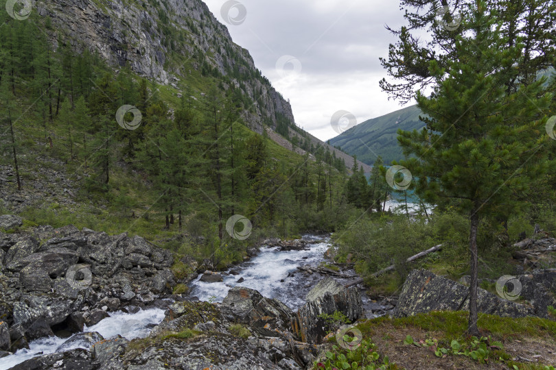 Скачать Река Шавла перед Шавлинским озером. Горный Алтай, Россия. фотосток Ozero