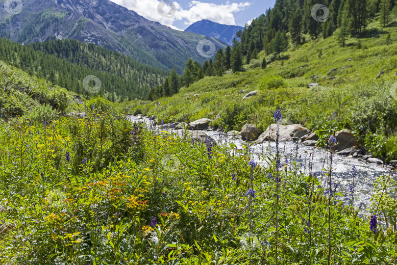 Скачать Верховья горной реки. Горный Алтай, Сибирь, Россия. фотосток Ozero