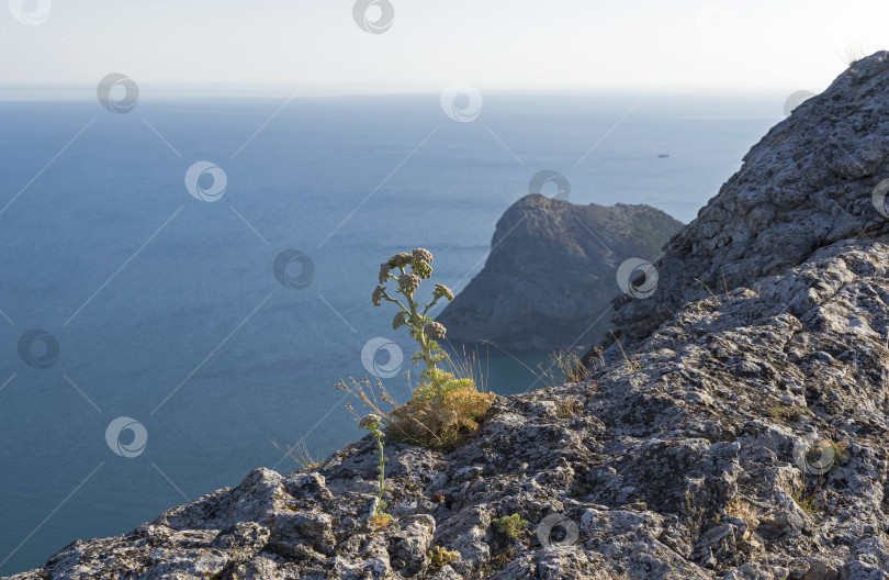 Скачать Цветок на скале над морем. фотосток Ozero