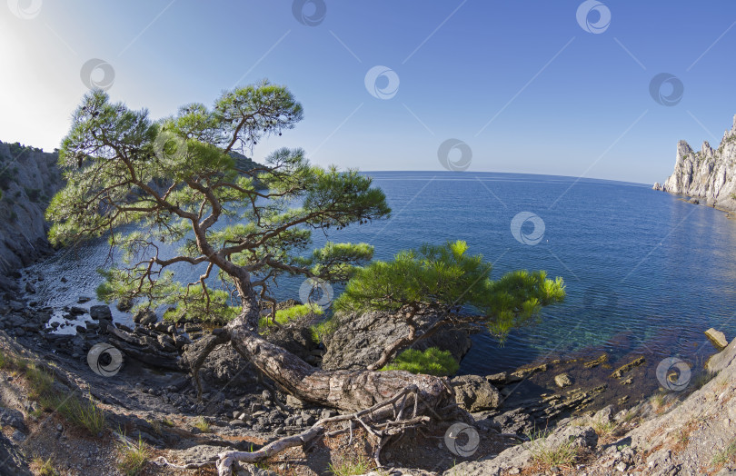 Скачать Реликтовая сосна на горной тропинке над морем. Крым. фотосток Ozero