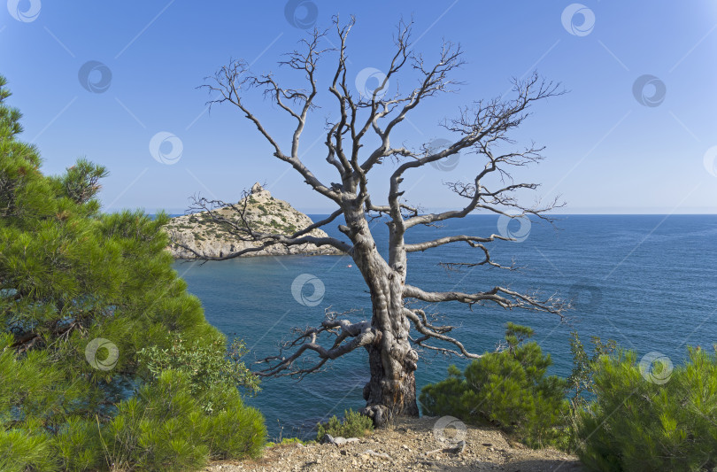 Скачать Высохшая реликтовая сосна на берегу моря. фотосток Ozero