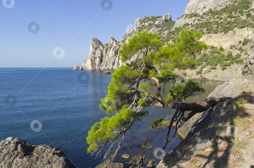 Скачать Реликтовая сосна на горной тропинке над морем. Крым. фотосток Ozero