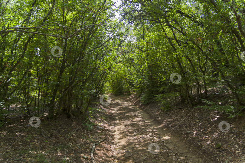 Скачать Грунтовая дорога в горном лесу. фотосток Ozero