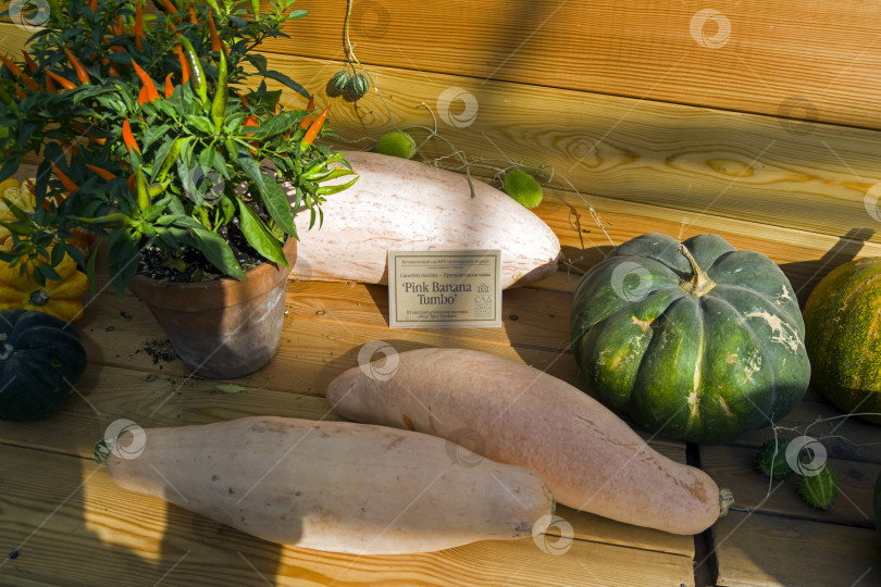 Скачать Крупный плод тыквы (cucurbita maxima). фотосток Ozero