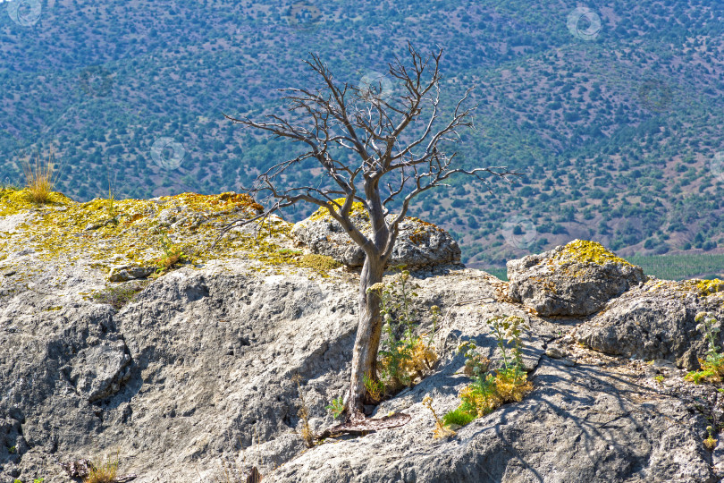 Скачать Мертвая реликтовая сосна на вершине скалы. фотосток Ozero