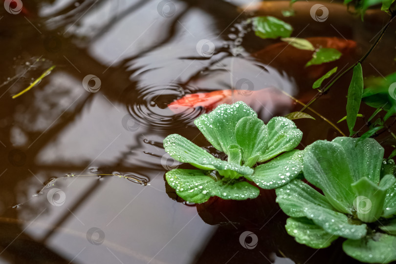 Скачать Зеленые водные растения, плавающие на поверхности воды искусственного пруда с рыбками кои, плавающими под водой фотосток Ozero