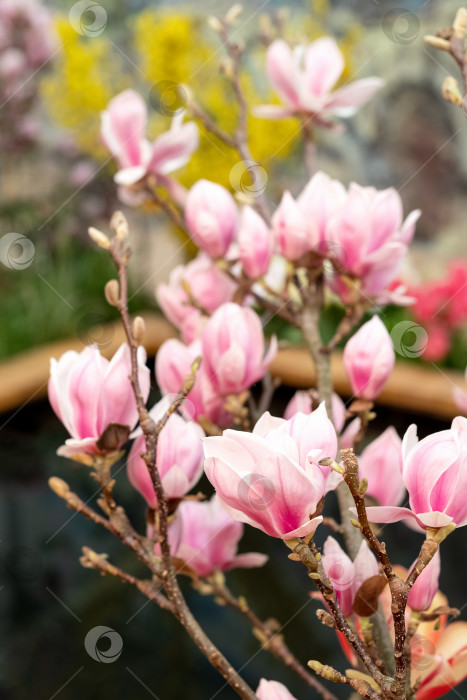 Скачать цветущая ветвь магнолии с нежными розовыми цветами и бутонами весной фотосток Ozero