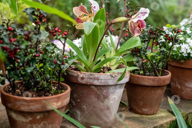 Скачать Цветущие цветы растут в керамических горшках во внутреннем дворике в саду фотосток Ozero