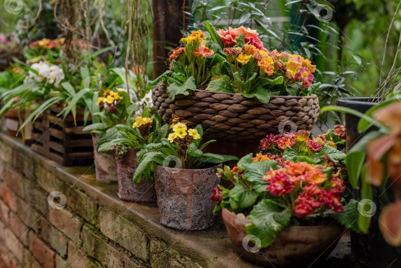 Скачать Цветущие комнатные растения, растущие в керамических цветочных горшках в домашнем саду фотосток Ozero