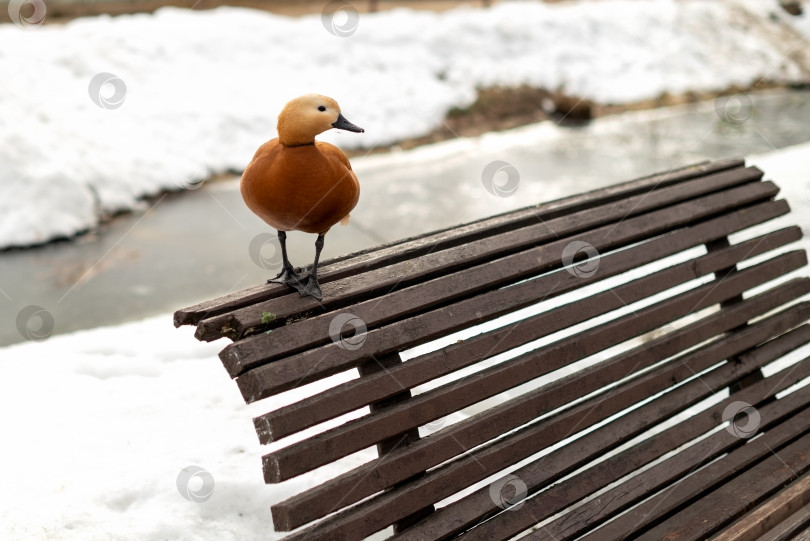 Скачать Рыжая птица-шелдак, сидящая на деревянной скамейке в парке ранней весной фотосток Ozero