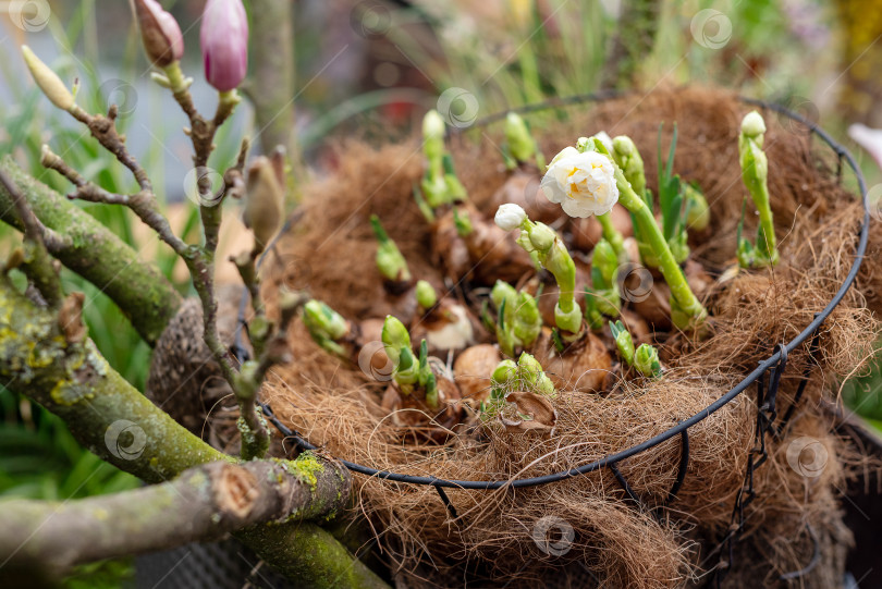 Скачать Нежные цветы прорастают из луковиц в цветочном горшке весной, для домашнего садоводства и огородничества фотосток Ozero