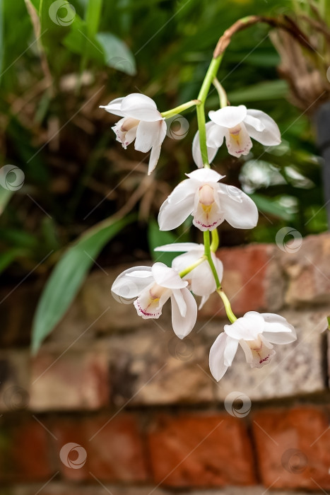 Скачать Цветущая белая орхидея в теплице фотосток Ozero