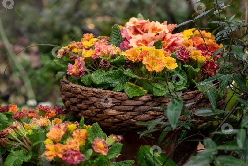 Скачать Комнатное растение в горшке в полном цвету с яркими цветами в плетеном цветочном горшке в домашнем саду во внутреннем дворике фотосток Ozero