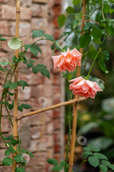 Скачать Бледно-розовая роза, цветущая в саду фотосток Ozero