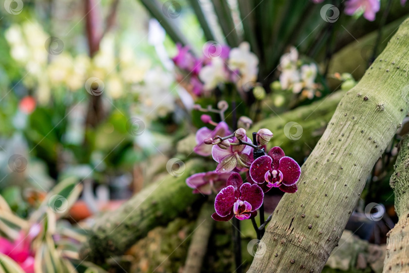Скачать Цветущая фиолетовая орхидея фаленопсис в тропическом саду фотосток Ozero