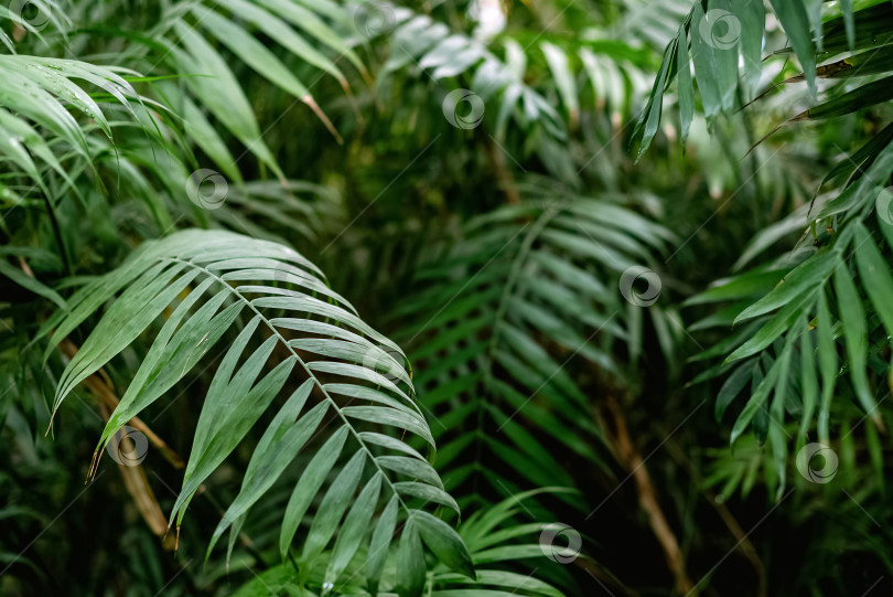 Скачать Зеленые листья пальмы на тропическом фоне фотосток Ozero