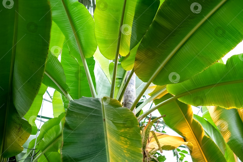 Скачать Вид Под Низким Углом На Банановое Дерево С Большими Зелеными Листьями фотосток Ozero