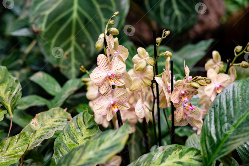 Скачать Цветущие орхидеи в тропической оранжерее фотосток Ozero