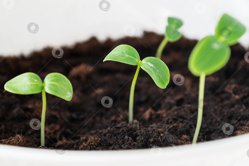 Скачать Зеленая свежая рассада ростки растут в пластиковых горшках, домашнее садоводство, весенний сезон фотосток Ozero