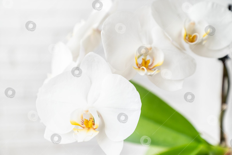 Скачать Нежные белые цветы орхидеи фаленопсис крупным планом фотосток Ozero