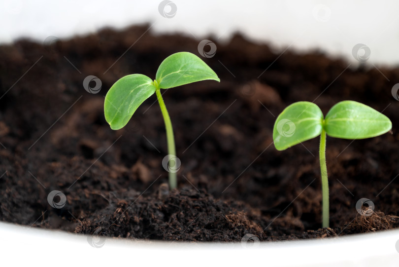 Скачать Крупный план молодых зеленых ростков рассады, растущих в земле фотосток Ozero