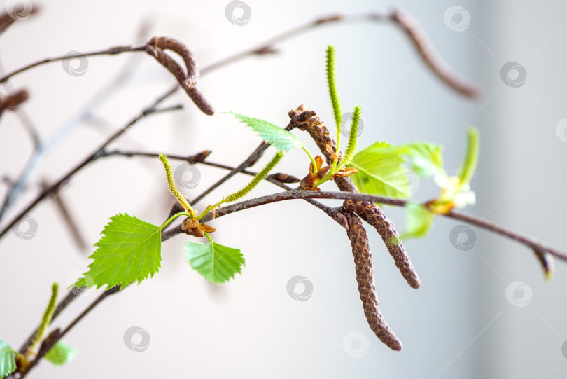 Скачать пучок березовых веток со свежими зелеными молодыми листьями весной фотосток Ozero