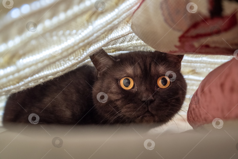 Скачать испуганный кот прячется под одеялом фотосток Ozero