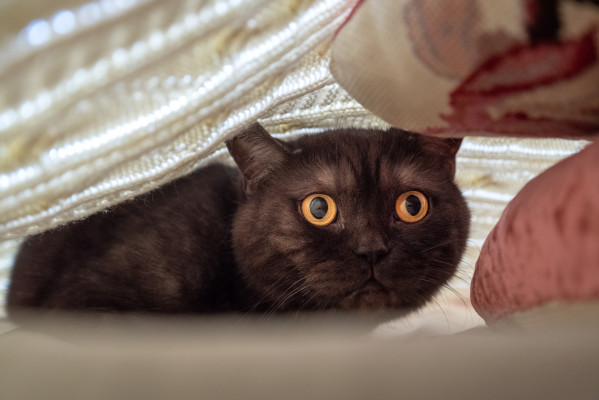 [object Object] undefined