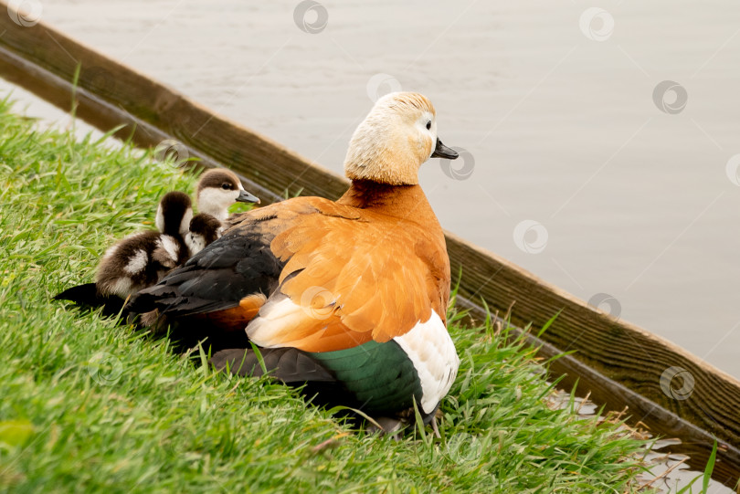 Скачать Красноперка (Tadorna ferruginea duck) прикрывает своих утят крыльями фотосток Ozero